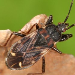 Eremocoris podagricus